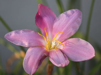 Close-up of pink flower