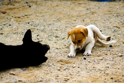 Two dogs on a land