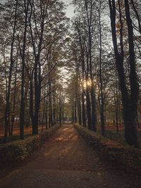 Foodpath amidst trees in forest during autumn.