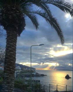 Palm tree by sea against sky during sunset