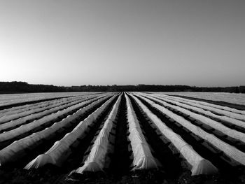 Scenic view of agricultural field against clear sky