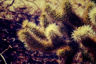 Close-up of cactus flower