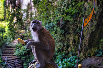 Monkey eating a banana, while on the way up to batu caves, malaysia. 