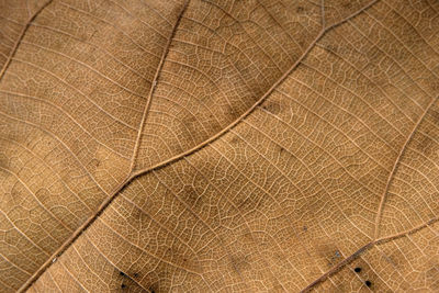 Full frame shot of leaf