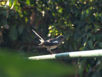 Bird perching on a plant