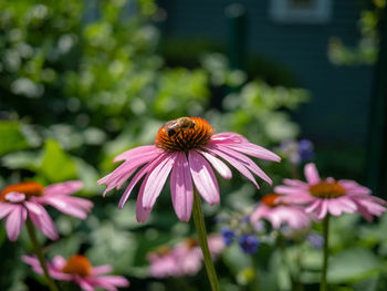 Close-up of bee pollinating on purple flower