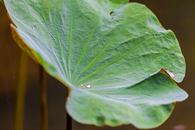 Close-up of wet leaves