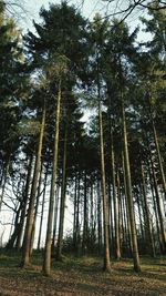 Low angle view of bamboo trees in forest