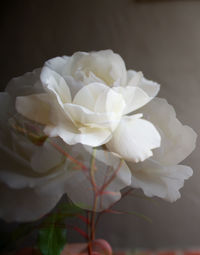 Close-up of white rose