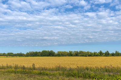 Scenic view of agricultural field against sky