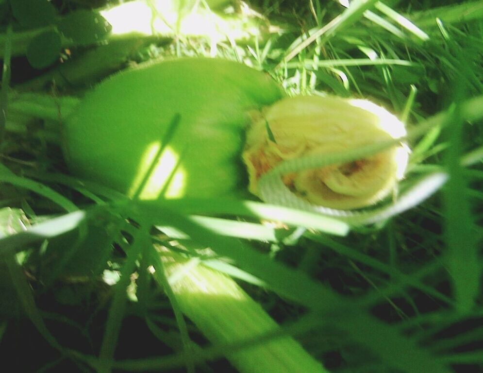 green color, growth, plant, close-up, grass, nature, leaf, freshness, field, beauty in nature, selective focus, focus on foreground, sunlight, outdoors, fragility, green, no people, day, blade of grass, lens flare