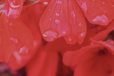 Full frame shot of water drops on red flower