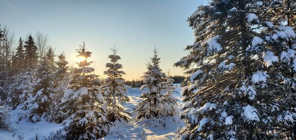 Low angle view of snow covered tree against sky