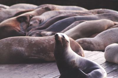 Seals on pier at beach