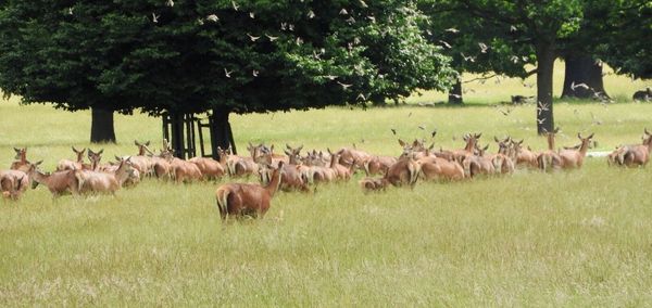 Trees on grassy field