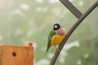 Close-up of bird perching on branch