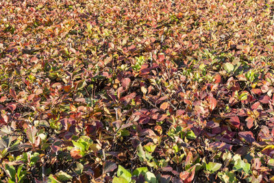 Full frame shot of dry leaves on field