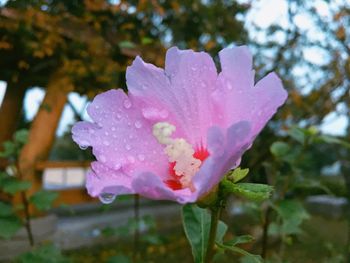 Close-up of wet pink flower blooming outdoors