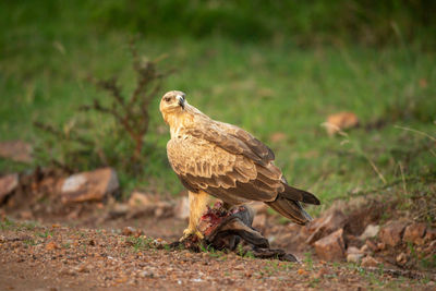 Tawny eagle perches on kill looking back