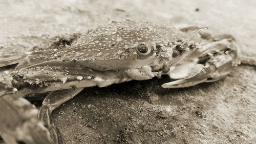 Close-up of shells on land