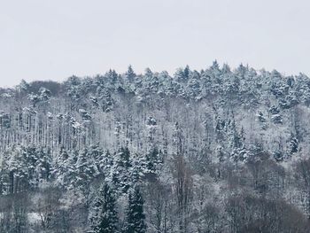 Snow covered trees in forest against clear sky