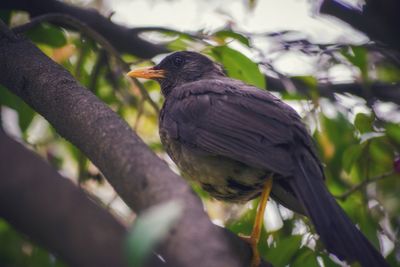 Close-up of bird perching on branch