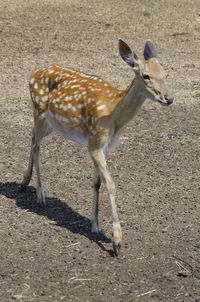 Sika deer close-up on a reindeer farm. the most endangered species of deer. foreground. wild farm.