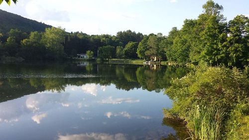 Reflection of trees in calm lake