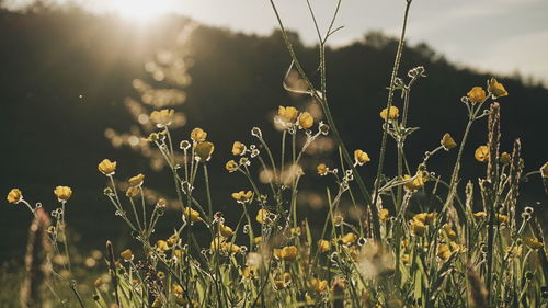 Plants growing on field