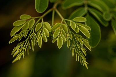 Moringa leaf new born