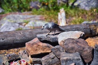 High angle view of bird perching on rock