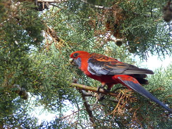 Bird perching on a tree