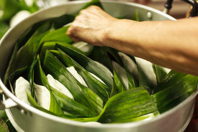 Close-up of hand holding leaves