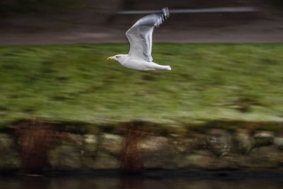 Seagull flying over lake