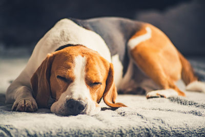 Close-up portrait of dog lying on bed