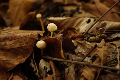 Close-up of dry leaves on field