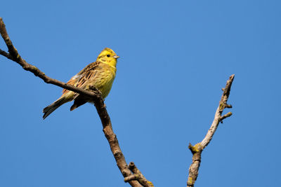 Low angle view of bird perching on branch against clear blue sky