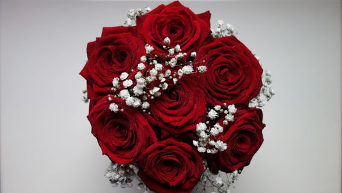 Close-up of red rose against white background
