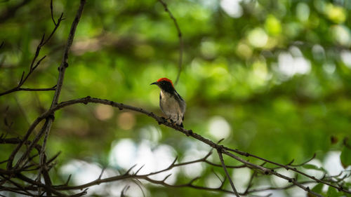 Bird perching on a tree