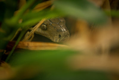 Close-up of a lizard