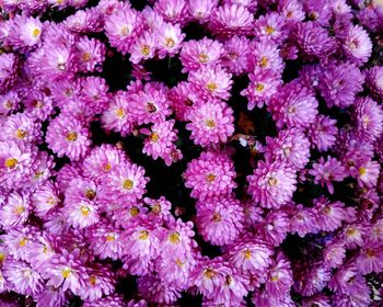 Full frame shot of pink flowering plants