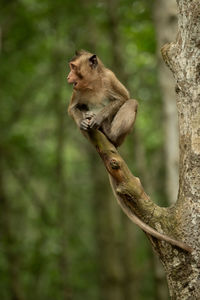 Baby long-tailed macaque on branch opening mouth