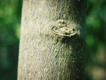 Close-up of lizard on tree trunk