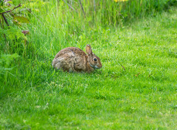 A wild rabbit sits in bright green grass in south seattle, washington.