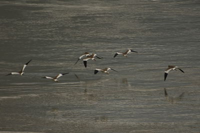 Seagulls flying over lake