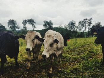 Cows standing in a field