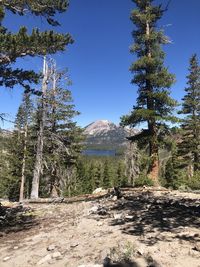 Pine trees in forest against clear sky