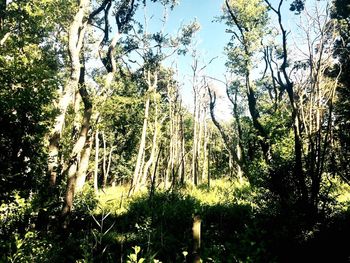 Trees in forest