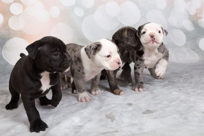 Close-up of english bulldog puppies on white floor