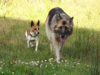 Dog standing on grassy field